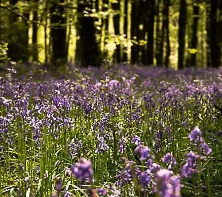 Abbeycourt Kerry Gasthuis Kenmare