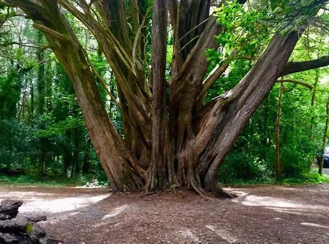 Abbeycourt Kerry 3* קנמארה