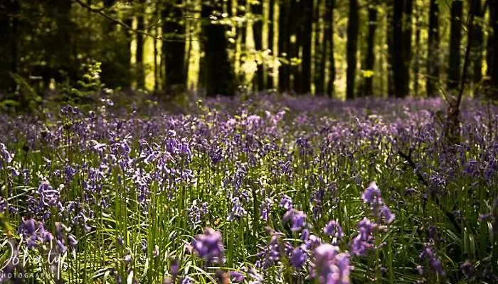 Abbeycourt Kerry Pensjonat Kenmare